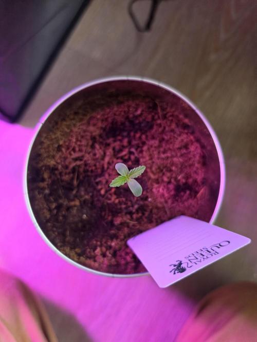 iGrowCan RQS Quick One Auto. Week 0 - Day 2