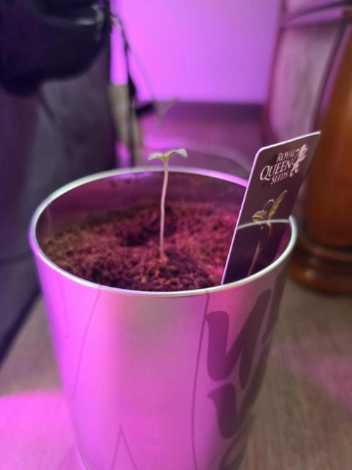 iGrowCan RQS Quick One Auto. Week 0 - Day 2