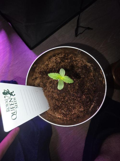 iGrowCan RQS Quick One Auto. Week 0 - Day 3