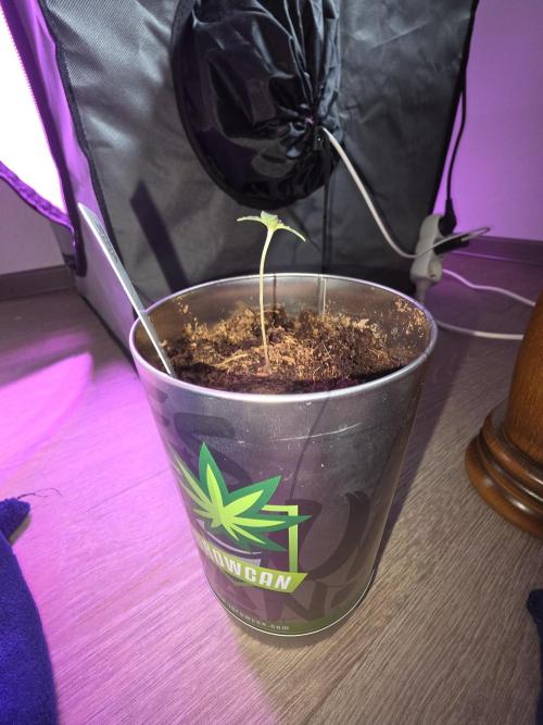 iGrowCan RQS Quick One Auto. Week 0 - Day 3