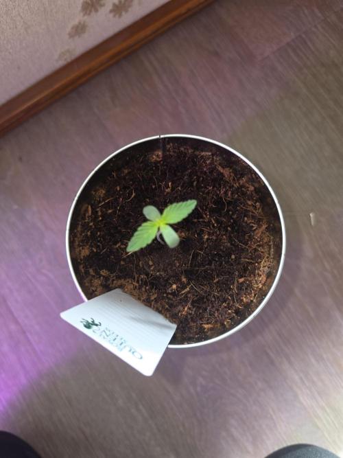 iGrowCan RQS Quick One Auto. Week 0 - Day 4
