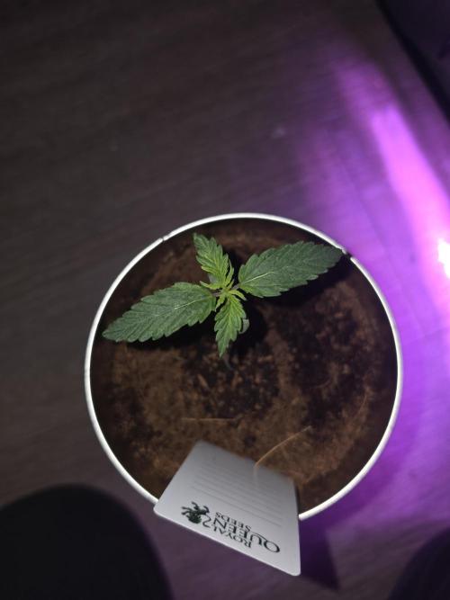 iGrowCan RQS Quick One Auto. Week 0 - Day 7 
