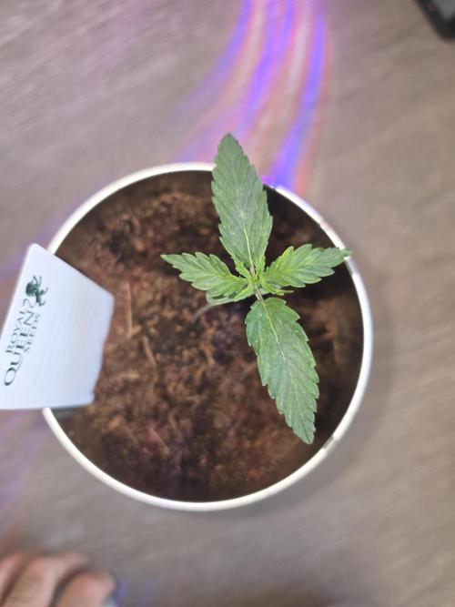 iGrowCan RQS Quick One Auto. Week 1 - Day 8