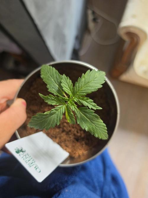 iGrowCan RQS Quick One Auto. Week 1 - Day 10