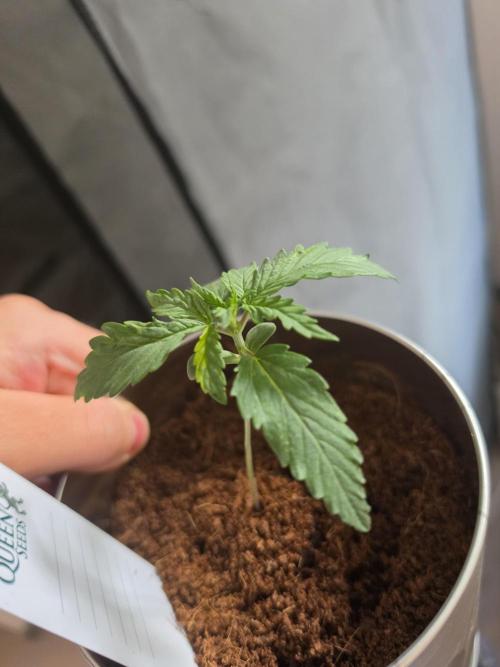 iGrowCan RQS Quick One Auto. Week 1 - Day 10