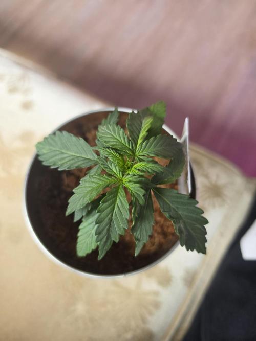 iGrowCan RQS Quick One Auto. Week 1 - Day 13