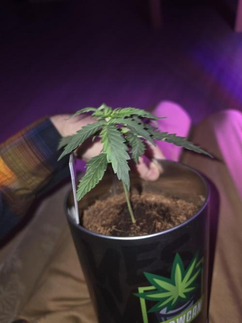 iGrowCan RQS Quick One Auto. Week 1 - Day 14