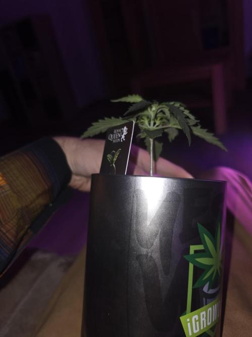 iGrowCan RQS Quick One Auto. Week 1 - Day 14