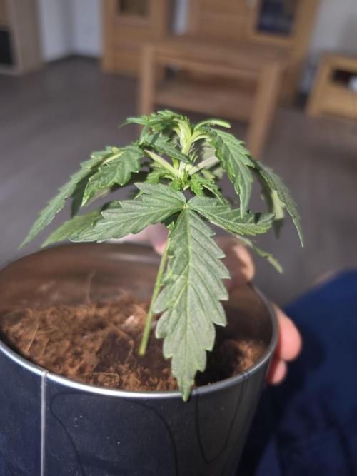 iGrowCan RQS Quick One Auto. Week 2 - Day 15