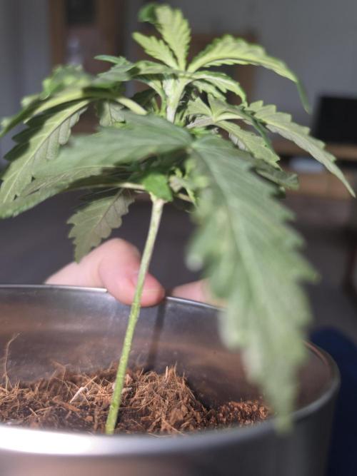 iGrowCan RQS Quick One Auto. Week 2 - Day 15