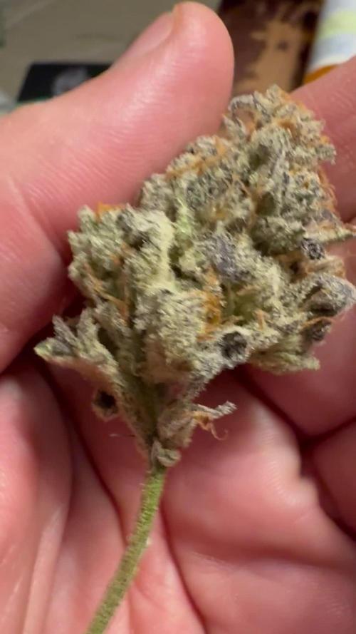 Mephisto Double Grape DWC