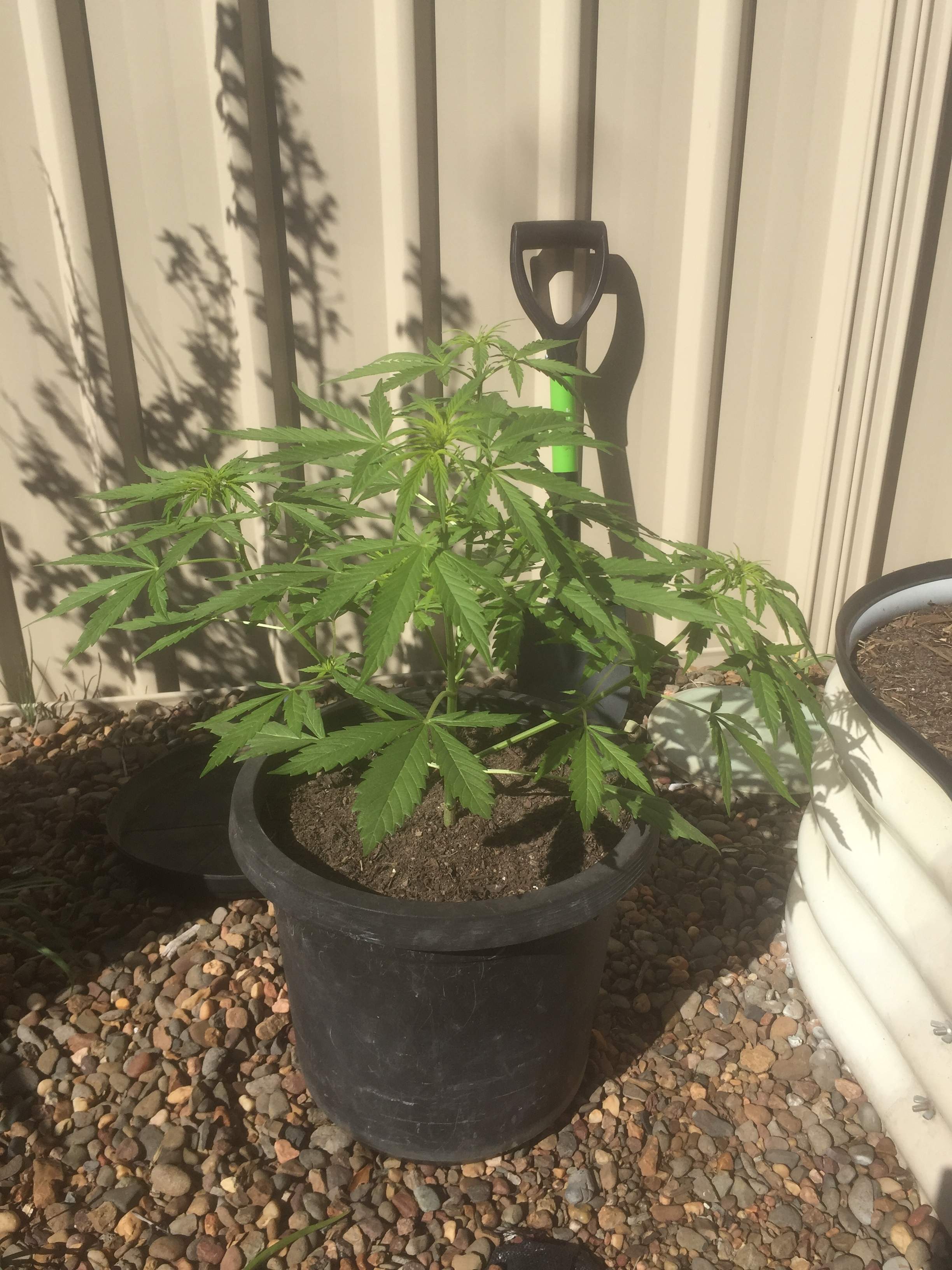 Humboldt Seed Organization UK Cheese Auto, Auto Seeds Girl Scout