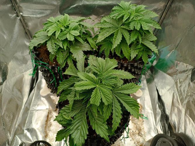 Chaos Cake auto. Week 3 - All