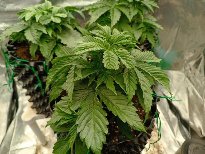 Chaos Cake auto. Week 3 - 1