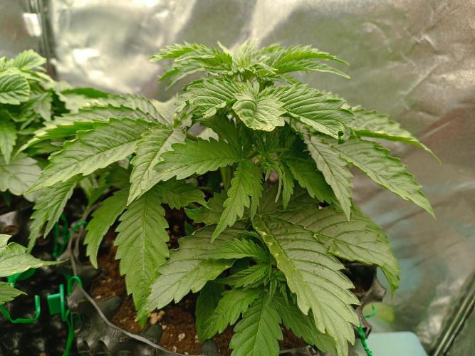 Chaos Cake auto. Week 3 - 2