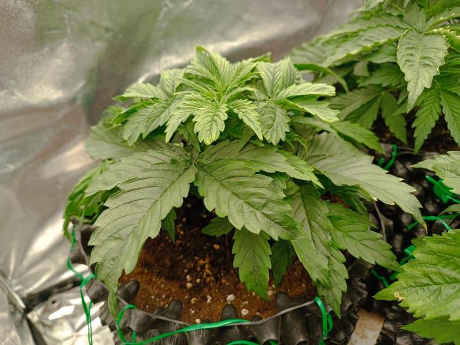 Chaos Cake auto. Week 3 - 3