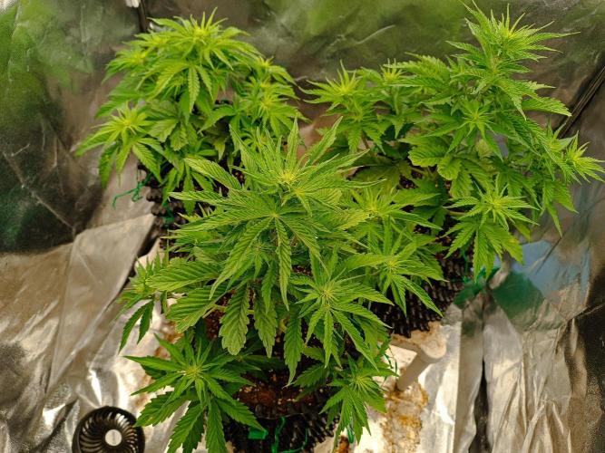 Chaos Cake auto. Week 4 - All the babies