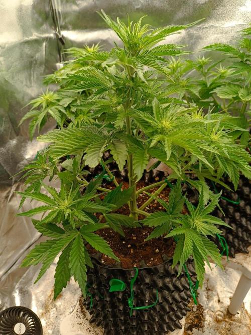 Chaos Cake auto. Week 4 - 1