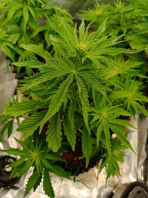 Chaos Cake auto. Week 4 - 1