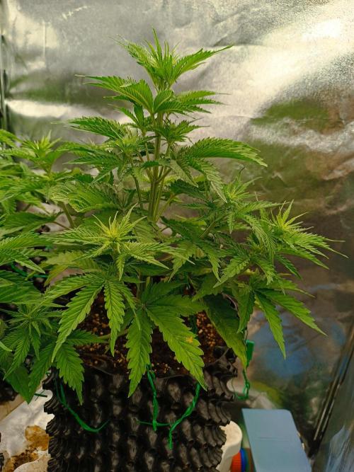 Chaos Cake auto. Week 4 - 2