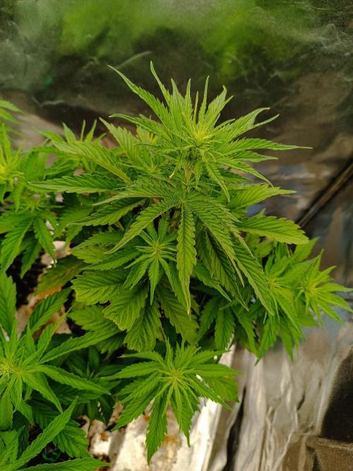 Chaos Cake auto. Week 4 - 2