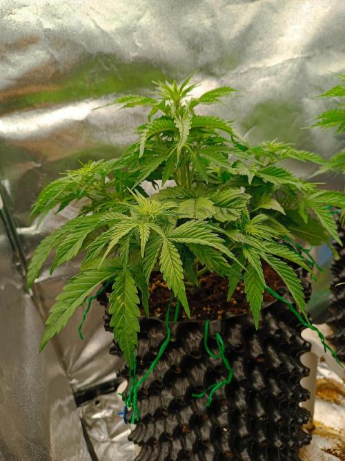 Chaos Cake auto. Week 4 - 3