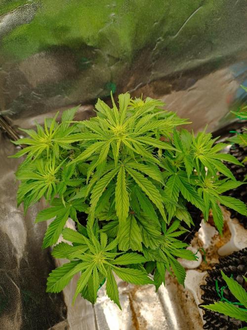 Chaos Cake auto. Week 4 - 3