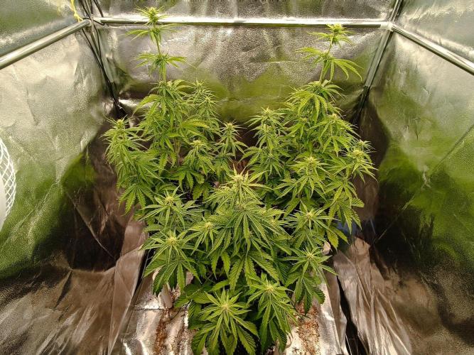 Chaos Cake auto. Week 5 - All