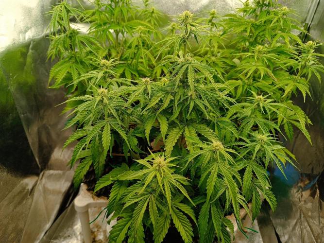 Chaos Cake auto. Week 5 - 3