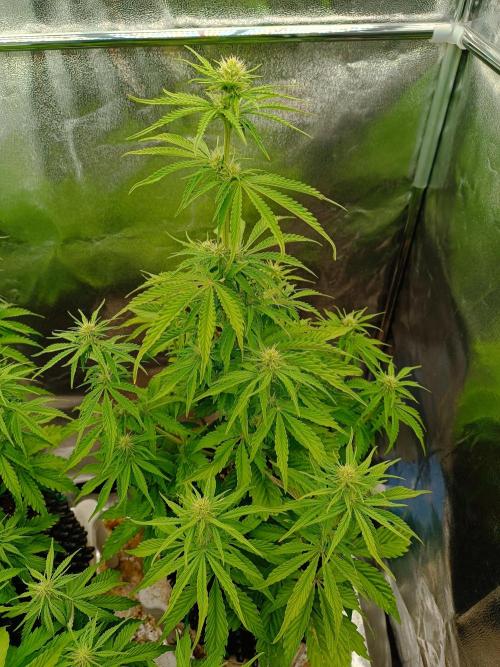 Chaos Cake auto. Week 5 - 1