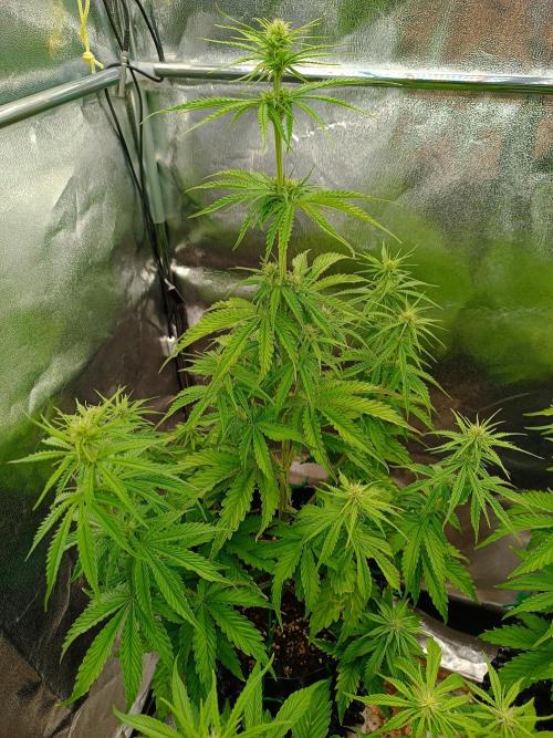 Chaos Cake auto. Week 5 - 2