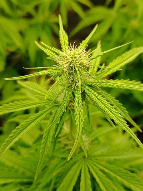 Chaos Cake auto. Week 5 - 3