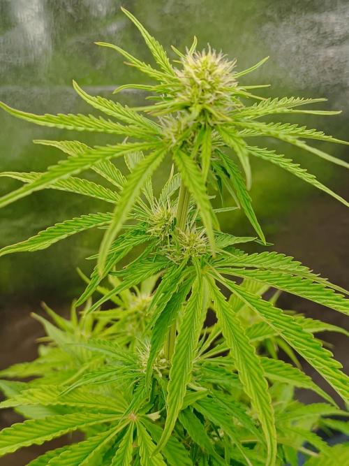 Chaos Cake auto. Week 5 - 1