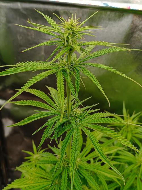 Chaos Cake auto. Week 5 - 2