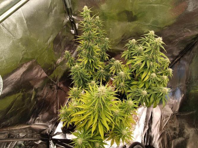 Chaos Cake auto. Week 6 - All