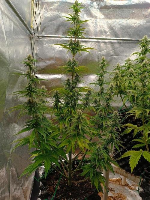 Chaos Cake auto. Week 6 - 2