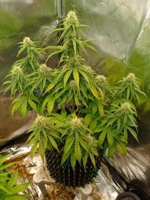 Chaos Cake auto. Week 6 - 3