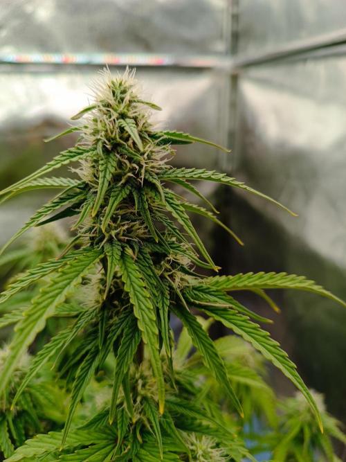 Chaos Cake auto. Week 6 - Bud 3