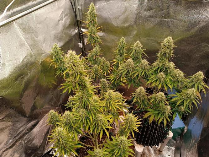 Chaos Cake auto. Week 7 - All