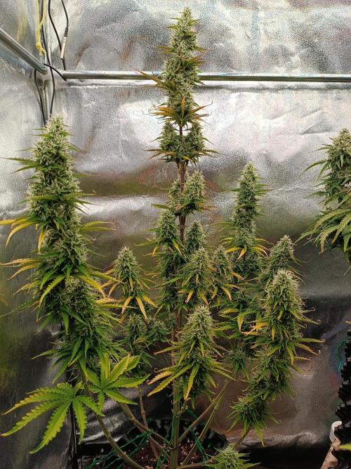 Chaos Cake auto. Week 7 - 2