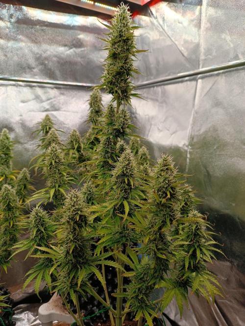 Chaos Cake auto. Week 7 - 1