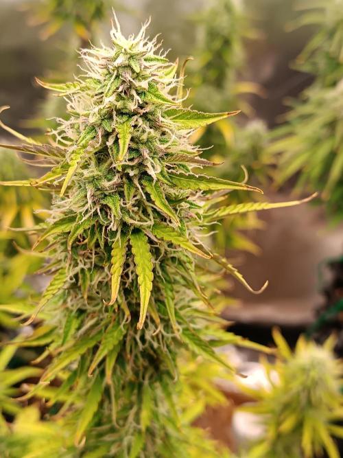 Chaos Cake auto. Week 7 - 2 detail