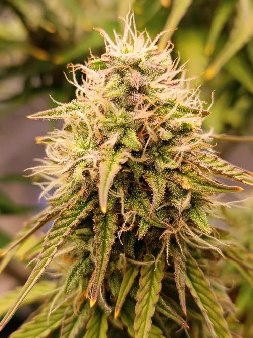 Chaos Cake auto. Week 7 - 3 detail