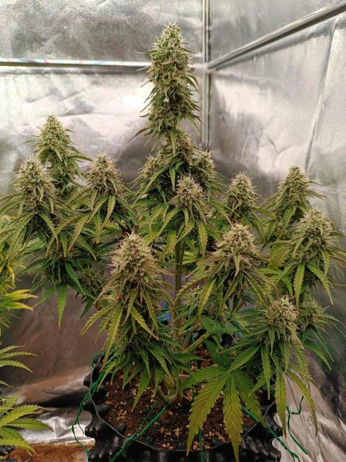 Chaos Cake auto. Week 7 - 3