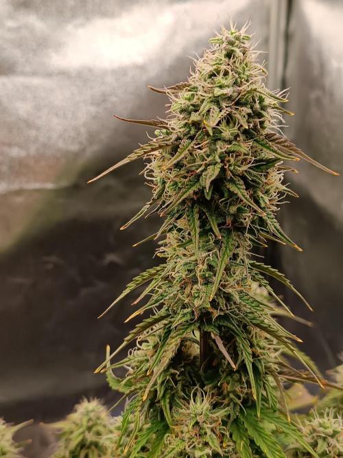 Chaos Cake auto. Week 7 - 1 detail