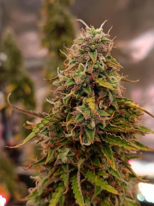 Chaos Cake auto. Week 8 - 1 detail