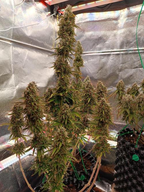 Chaos Cake auto. Week 8 - 1