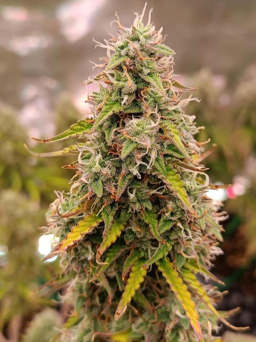 Chaos Cake auto. Week 8 - 3 detail