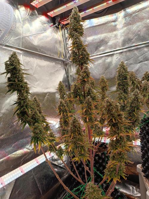 Chaos Cake auto. Week 8 - 3