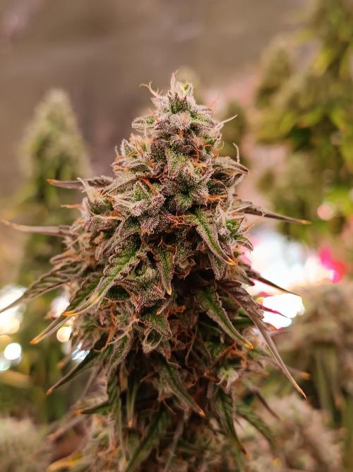 Chaos Cake auto. Week 8 - 2 det